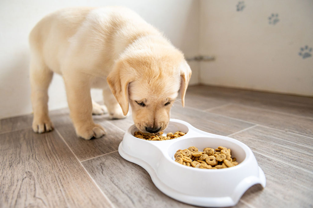 5 Essential Dog Accessories Every Owner Needs