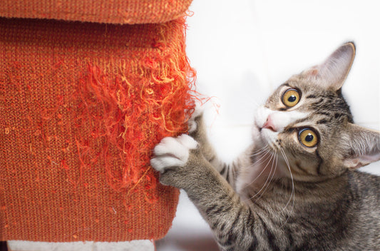 How to Create the Perfect Space for Your Indoor Cat