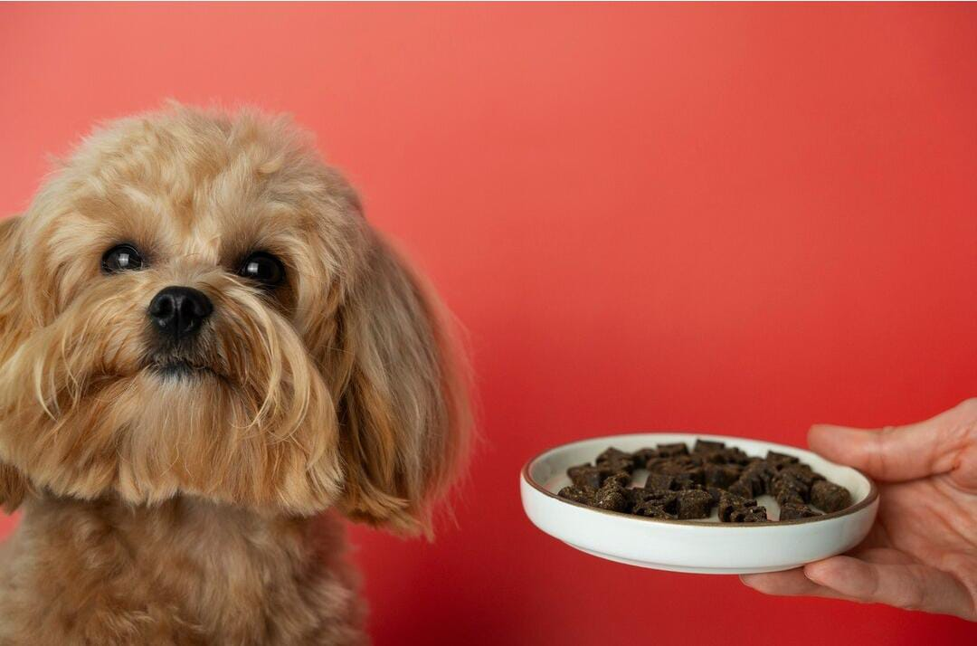 Dog Wet Foods