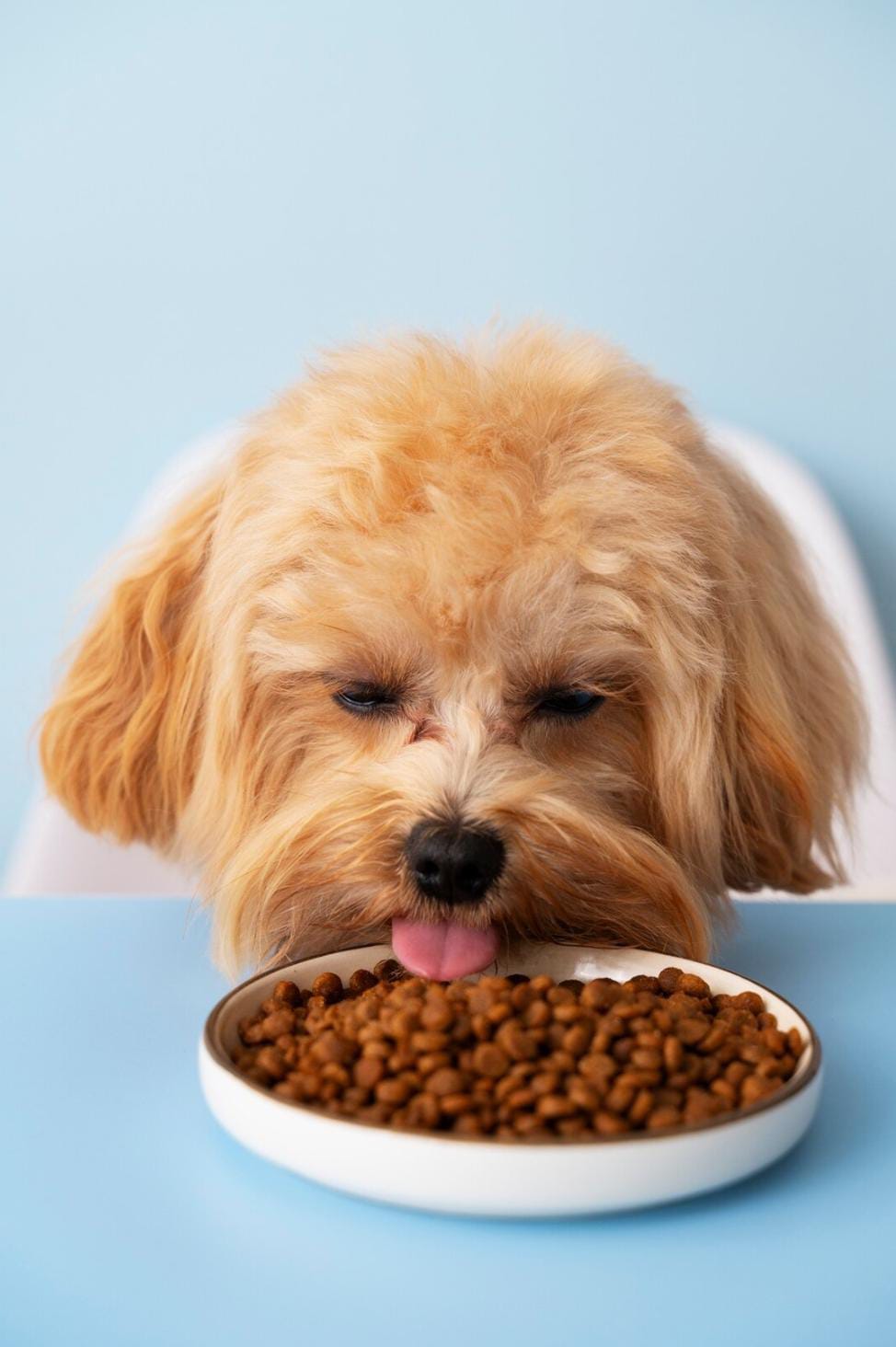 Dogs Dry food