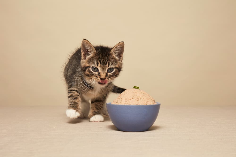 Cats Treats